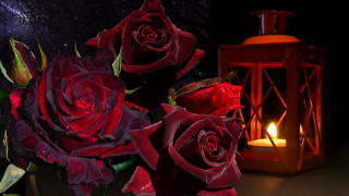Candle roses lantern night stilllife - a candle free wallpaper