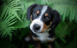 Dog sitting grass fern sad - his face free wallpaper