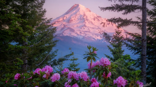 Mountain snow capped flowers bench - a snow free wallpaper