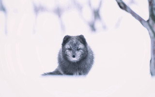 Small animal snow tree branch - ground free wallpaper