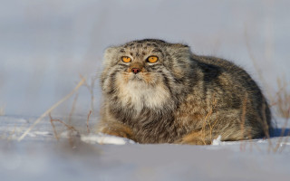 Cat snow surrealism yellow eyes - a yellow eye free wallpaper