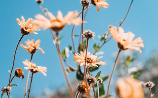 Flowers dirt grass blue sky - a few white flower free wallpaper