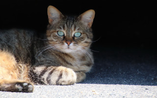 Cat blue eyes laying dark - symmetrical free wallpaper