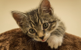 Kitten curious blanket portrait animal - curious free wallpaper