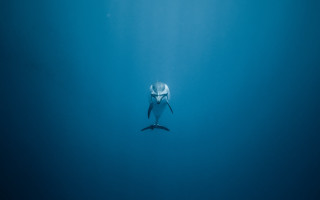 White shark surfboard ocean minimalism - a surfboard free wallpaper