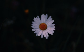 White flower red center night - a red center free wallpaper