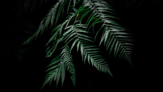 Bamboo plant leaves nature macro - a green plant free wallpaper