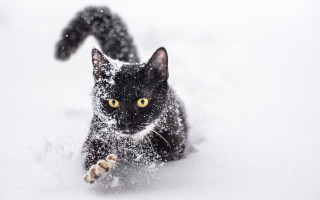 Black cat playing snow yellow - its paw free wallpaper