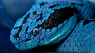 Blue snake black spots curled - its head free wallpaper