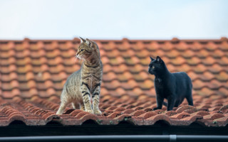 Cat black cat roof blue - neoism free wallpaper
