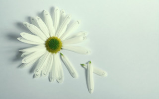 White flower green center minimalist - white petal free wallpaper