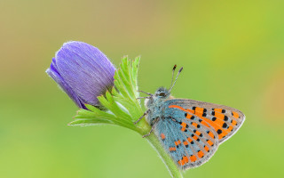 Butterfly flower macro arts crafts - butterfly free wallpaper