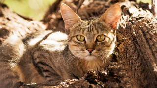 Sad cat dirt tree stump - neoplasticism free wallpaper