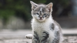Kitten dirt field forest blue - a forest of trees and bushes free wallpaper