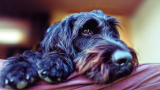 Dog pillow bed pink blurred - a close up of a dog free wallpaper