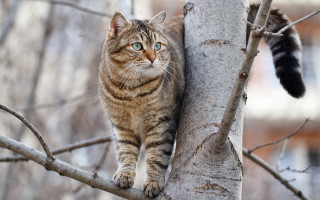 Cat tree branch outdoors blurry - a stock photo free wallpaper