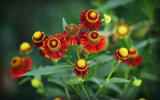 Red yellow flowers green leaves 2 - the background and a blurry background behind them free wallpaper