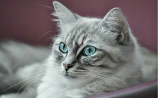 Cat blue eyes laying on - serious free wallpaper for desktop