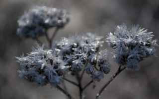 Frosty plant macro christmas snow - frost free wallpaper