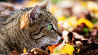 Cat green eyes autumn leaves - green free wallpaper for desktop