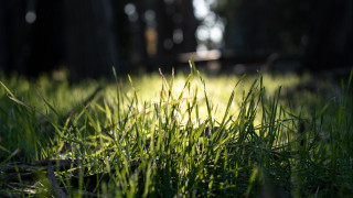 Grassy patch tree night forest - a grassy area free wallpaper