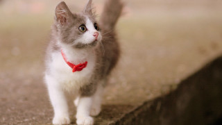 Small kitten red collar bow - a red bow tie free wallpaper