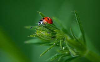 Ladybug green leaves ecological macro - lot of leaves free wallpaper