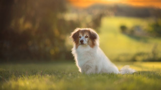 Dog sitting in grass blurry - the grass free wallpaper