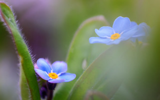 Blue flowers green plant macro - a green plant free wallpaper