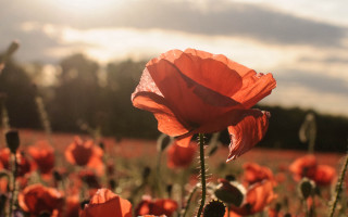 Red flower field sunset clouds 2 - elinor proby adams free wallpaper
