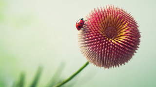 Ladybug pinkflower greenleaves macroart ecologicaloutdoors - macro art free wallpaper