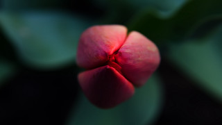 Pink flower green leaves red - the center of the flower free wallpaper