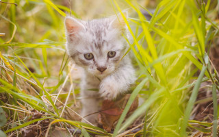 Kitten grass sad eye blur - a kitten free wallpaper