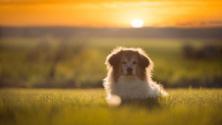 Dog field sunset sun blurry - elke vogelsang free wallpaper