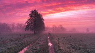 Foggy sunset field tree fence - mystical free wallpaper