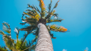 Palm tree blue sky clouds 7 - palm tree free wallpaper