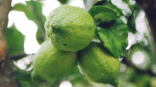 Lime tree green fruit blurred - f 8 aperture free wallpaper