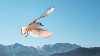 Bird mountains blue sky clouds - bird free wallpaper