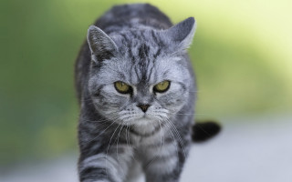 Black cat street green eye - angry free wallpaper