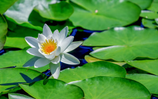 White yellow flower pond water - nature photography free wallpaper