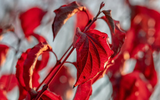 Red plant leaves sunlight blurry - naturalism free wallpaper