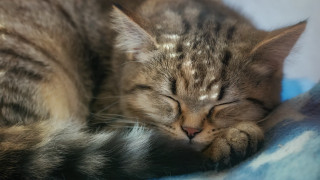 Cat sleeping blanket closed eyes - the pillow free wallpaper