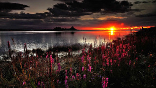 Sunset lake pink flowers dusk - a sunset over a lake free wallpaper
