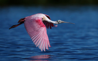 Pink bird flying over water 3 - a pink bird free wallpaper