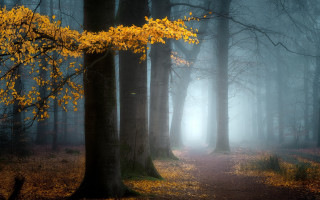 Forest path yellow leaves fog - yellow leaf free wallpaper