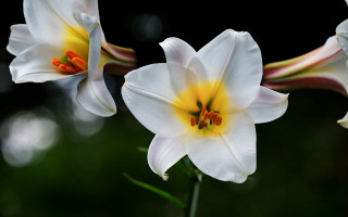 White flowers yellow centers green - yellow center free wallpaper