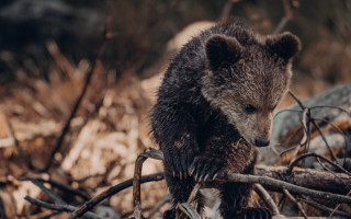 Bear cub woods branch wildlife - elinor proby adams free wallpaper