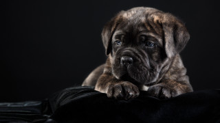 Puppy sad black blanket portrait - his face free wallpaper