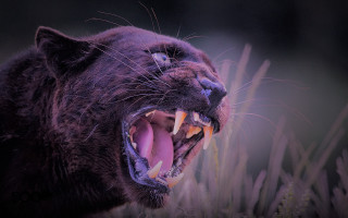 Black cat open mouth sharp - tooth wide open free wallpaper