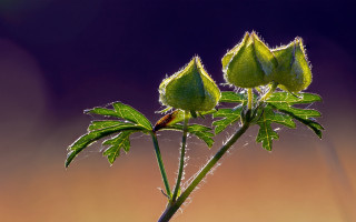Plant water droplets leaves purple - a close up of a plant free wallpaper